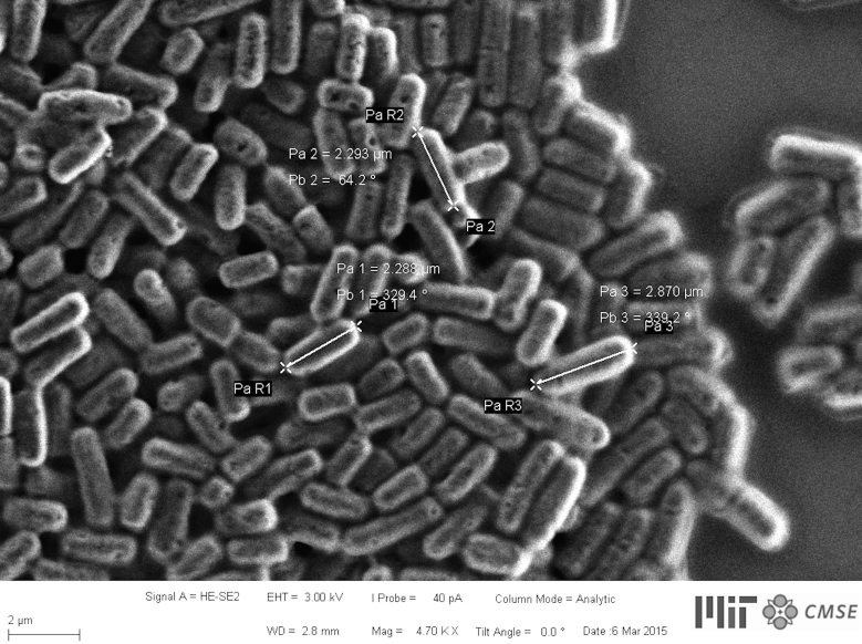 Living natto cells as nanoactuators.